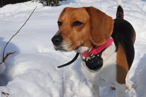 ビーグル ニコ