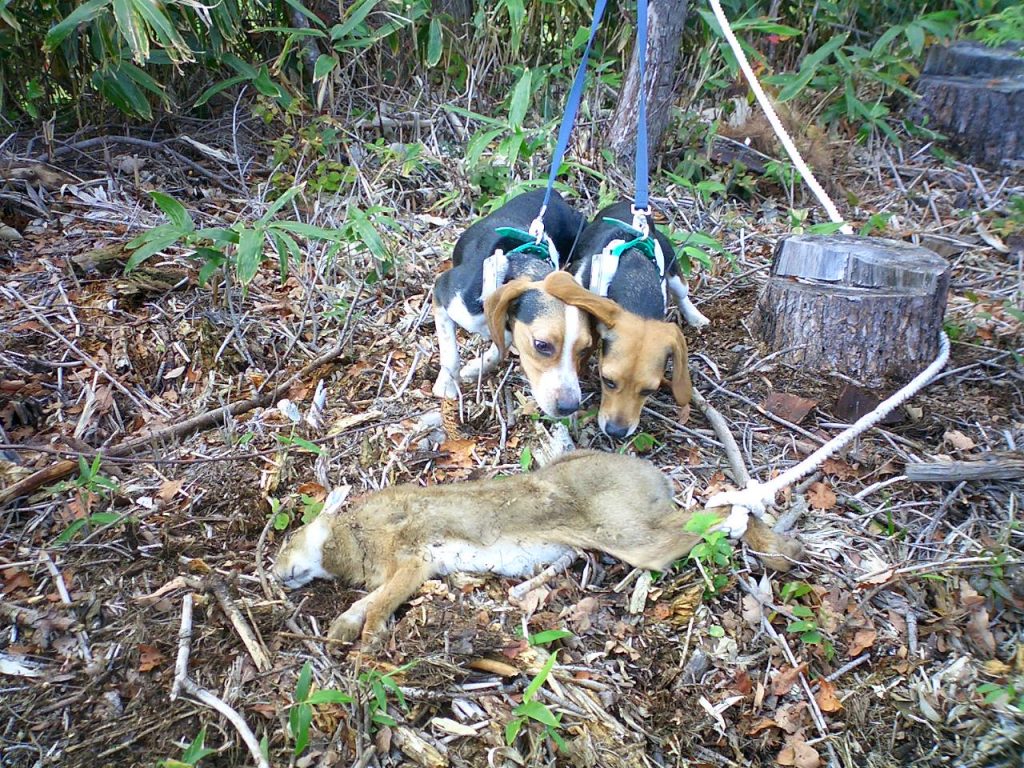 アメリカンビーグル ウサギ撃ち