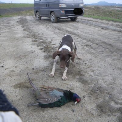 ブリタニースパニエル 鳥撃ち