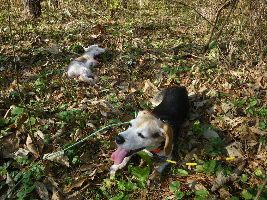 アメリカンビーグル ウサギ狩り