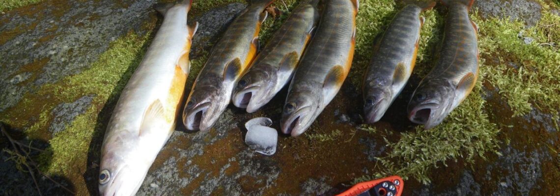 渓流釣り イワナ